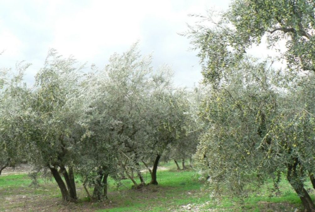 Les moulins à huile de Malemort
