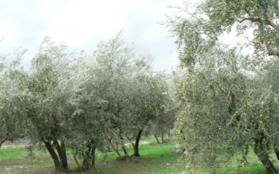 Les moulins à huile de Malemort